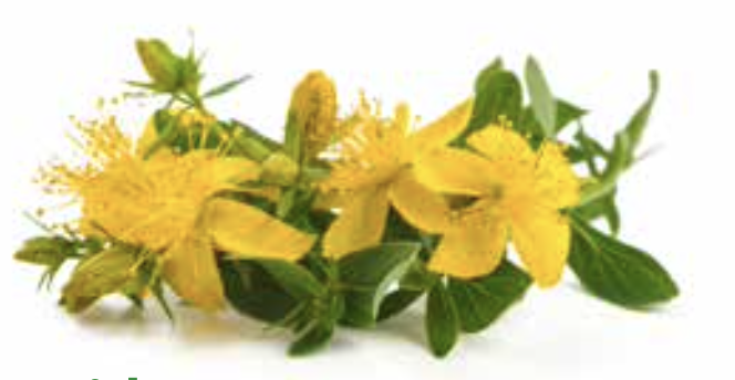 Fachartikel Mit Phytotherapie durch die Menopause