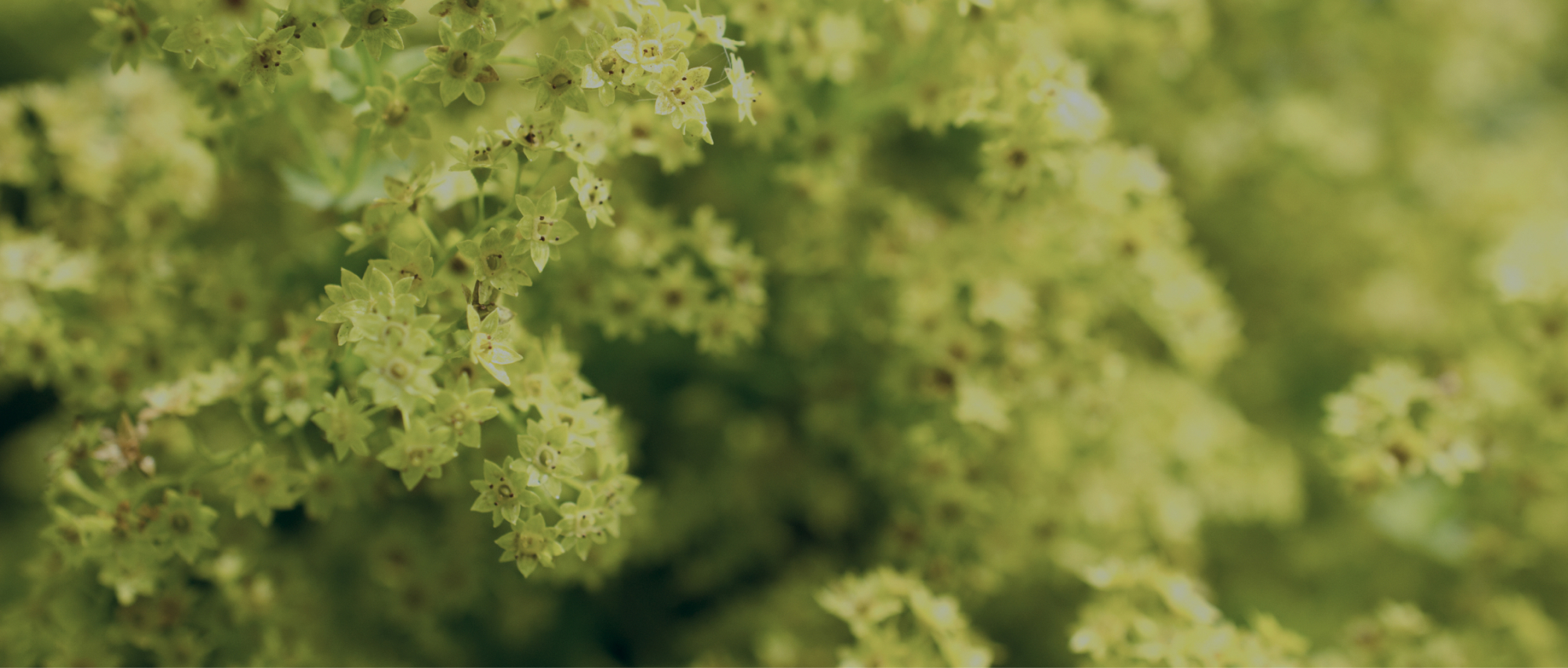 Schön blühende Blumen © Shutterstock.com